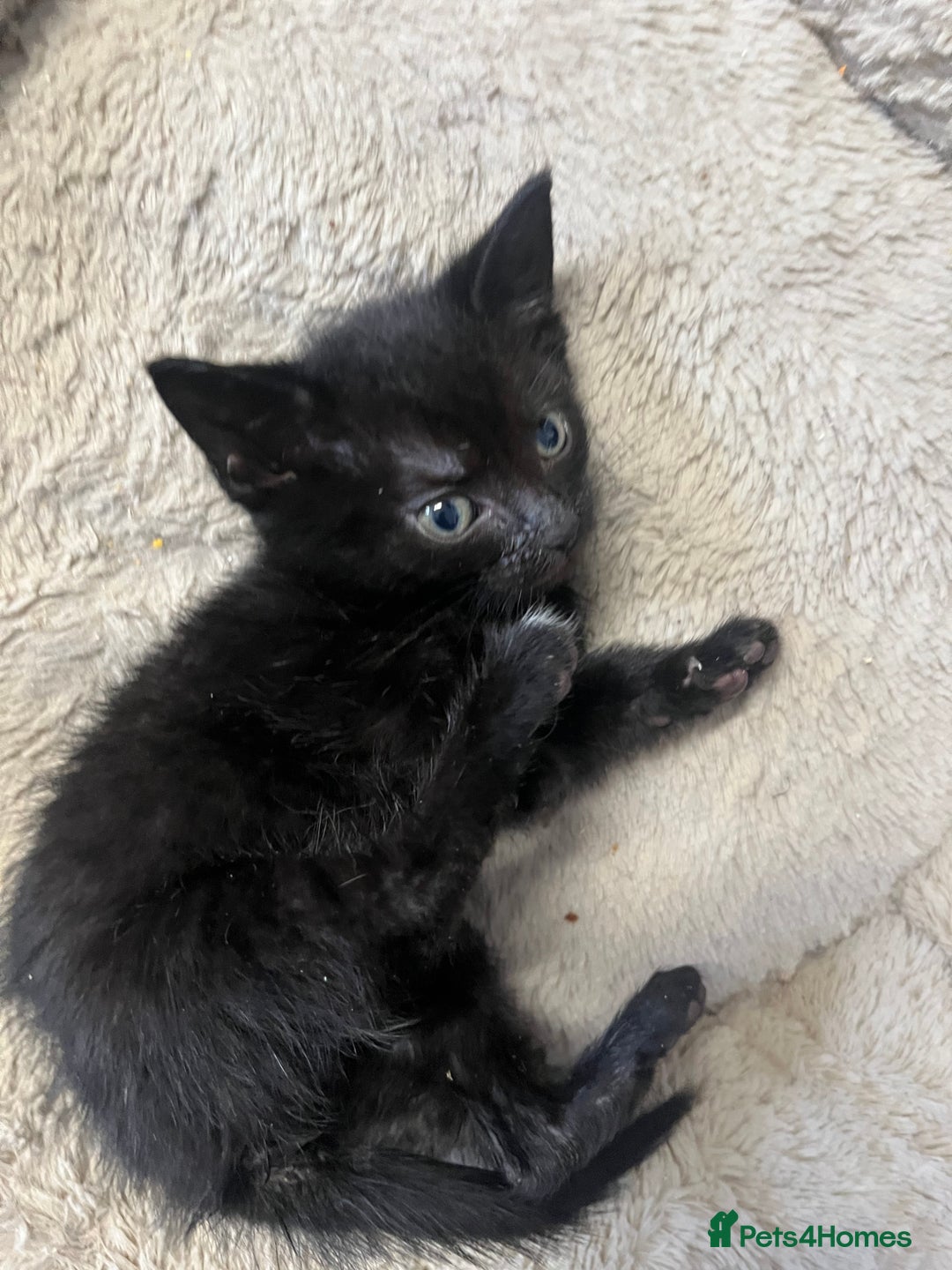 Mixed Breed cats for sale: 6 Week old Gorgeous kitten  - Advert 6