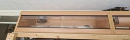 Python Snake reptiles for sale: Royal Python - Pinstripe - Advert 4