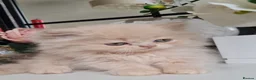 Persian cats for sale: Persian kittens  - Advert 15
