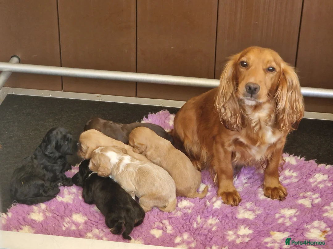 Cockapoo dogs for sale: STUNNING RARE COLOUR F1 TOY COCKAPOOS  - Advert 2