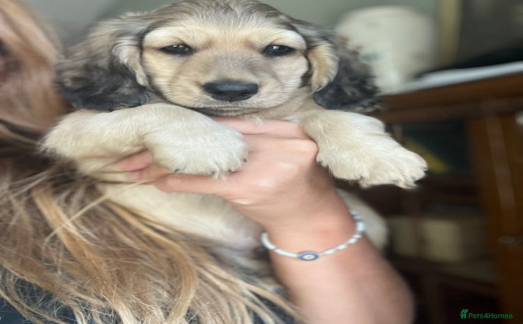 Miniature Dachshund dogs - Advert 5