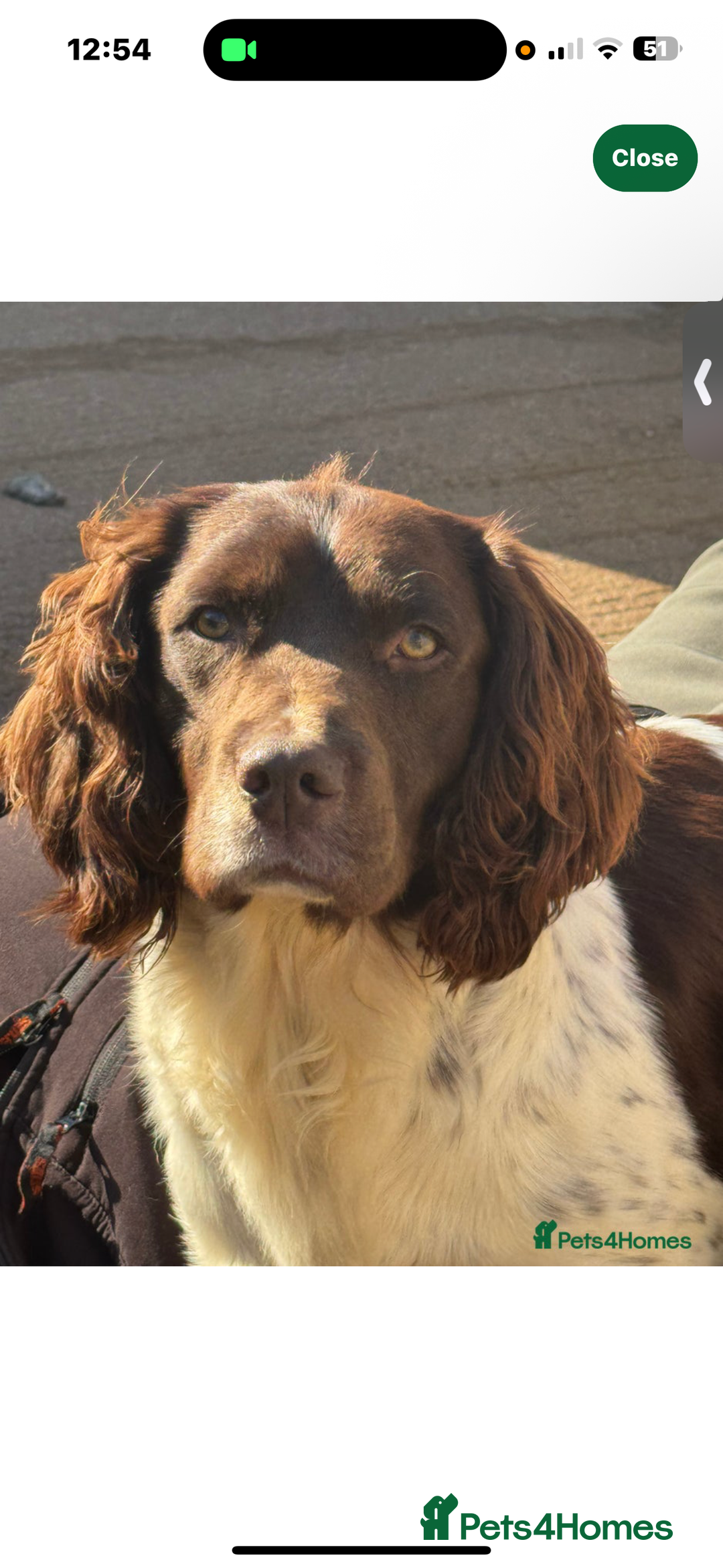 English Springer Spaniel dogs for sale: Pedigree Springer Spaniel Pups.  - Image 5