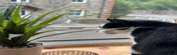 Domestic Shorthair cats for sale: Beautiful 2 year old tuxedo male - Advert 4