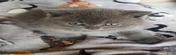British Shorthair cats for sale: BRITISH SHORTHAIR KITTENS GCCF REGISTERED - Advert 10