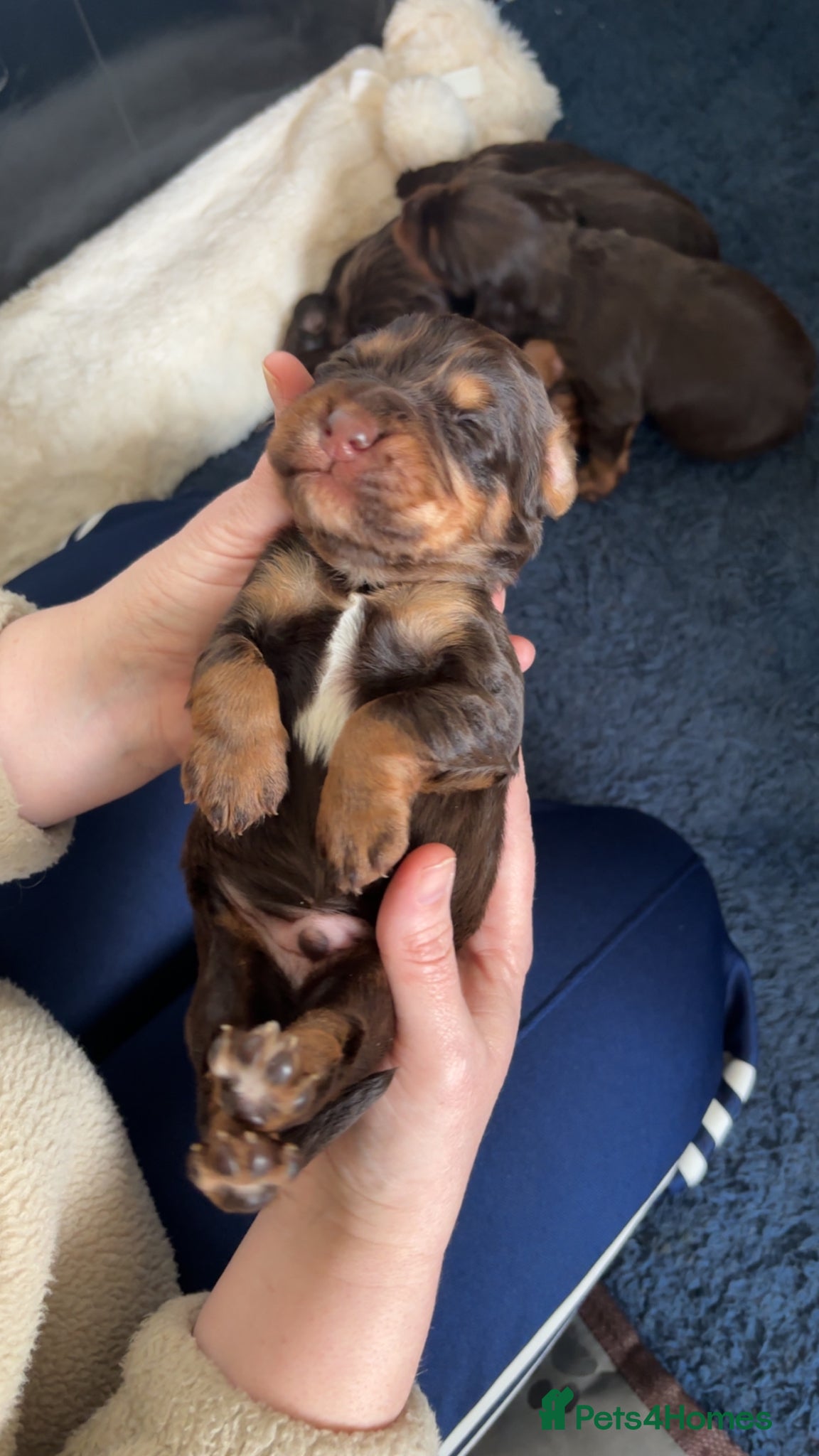 Cocker Spaniel dogs Beautiful chocolate and tan working cockers - Advert 1
