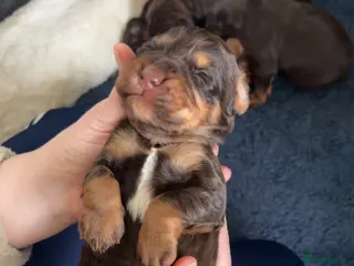 Cocker Spaniel dogs Beautiful chocolate and tan working cockers - Advert 1