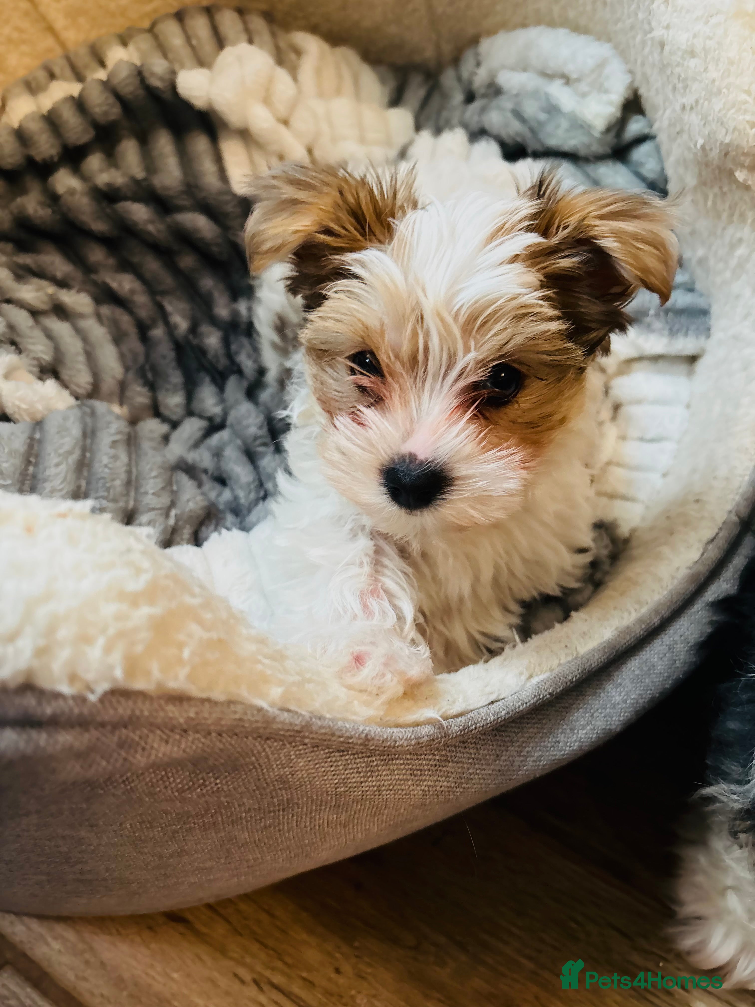 Yorkshire Terrier dogs ❤️Beautiful blue eyed Yorkshire terrier puppies❤️ - Advert 1