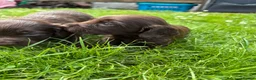 Cocker Spaniel dogs for sale: Chocolate working cocker spaniel puppies - Advert 4