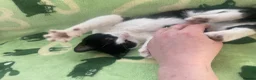 Mixed Breed cats for sale: Beautiful black and white kittens  - Advert 19