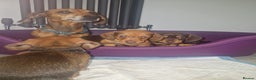 Dachshund dogs for sale: Littre of 7 Dachshund puppies ONLY 1 GIRLS LEFT !! - Advert 3