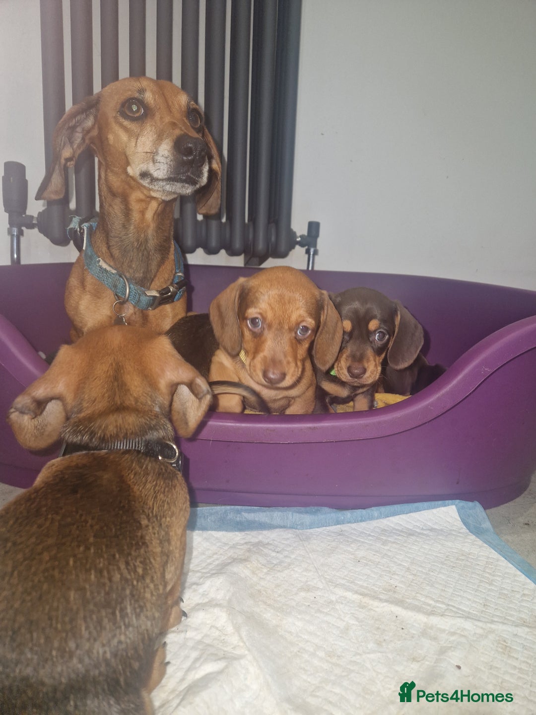 Dachshund dogs for sale: Littre of 7 Dachshund puppies ONLY 1 GIRLS LEFT !! - Advert 3