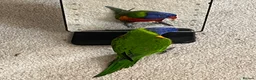 Lorikeets birds for sale: Female Rainbow Lorikeet - Advert 4
