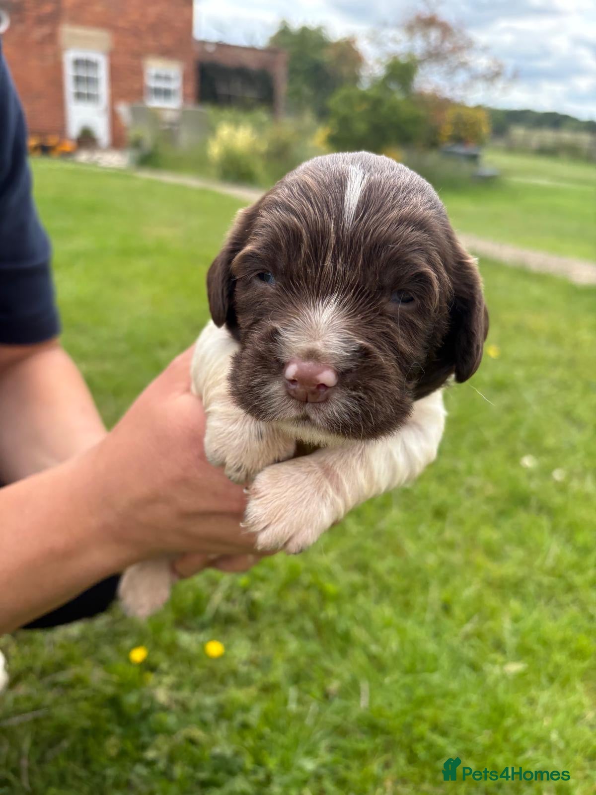 English Springer Spaniel dogs Spinger spaniels looking for a forever home - Advert 15