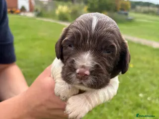 English Springer Spaniel dogs Spinger spaniels looking for a forever home - Advert 15