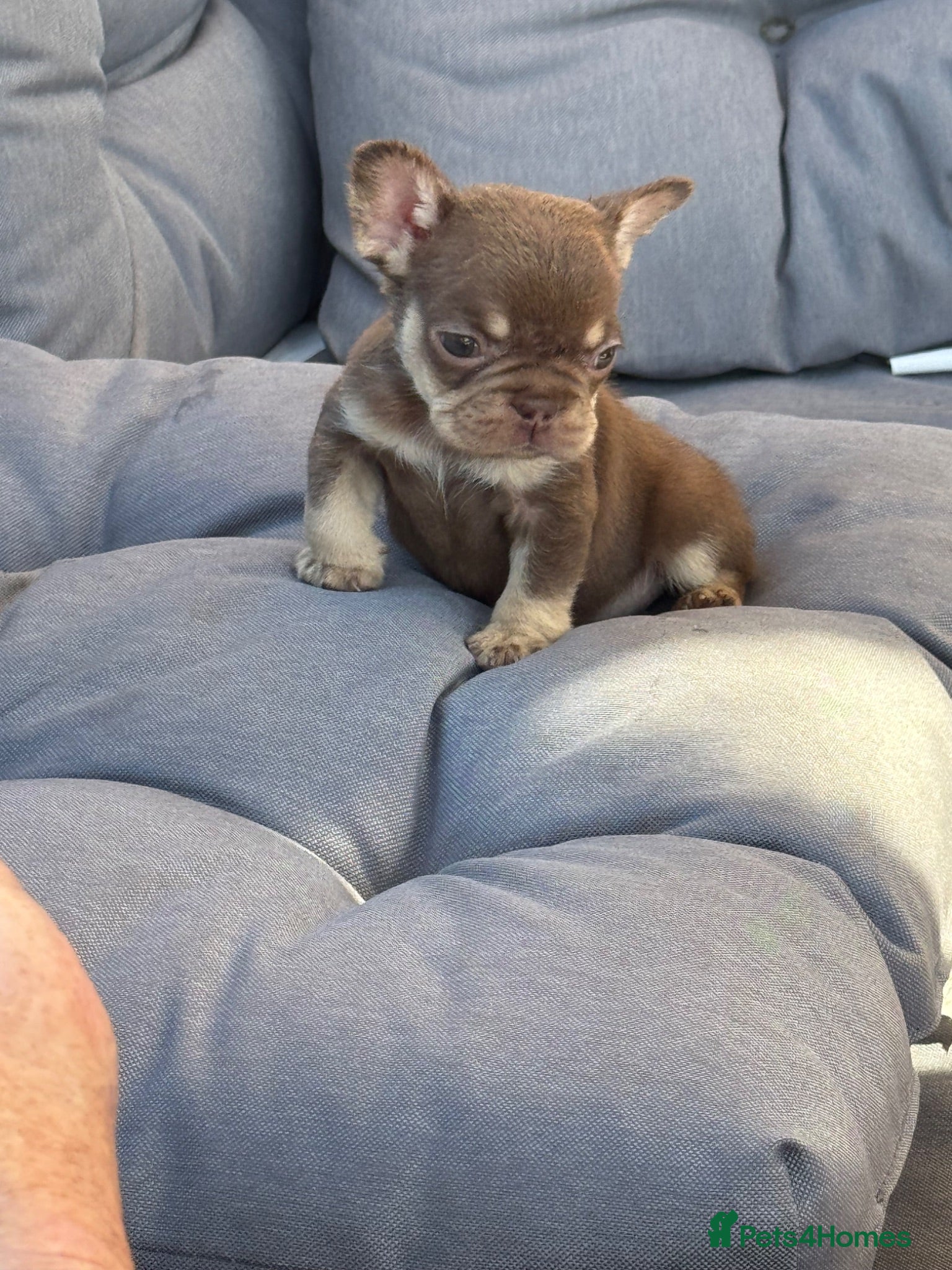 French Bulldog dogs READ INFO fluffy and carrier french bulldogs - Advert 2