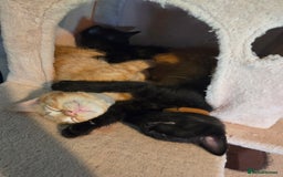 Ragdoll cats for sale: Ragdoll x tabby cat - Image 18