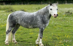 Welsh Section A horses for sale: Stunning welsh mountain pony - Image 2