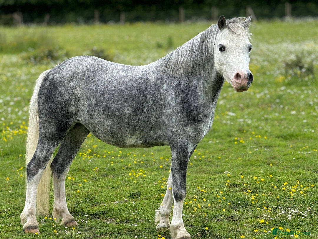 Welsh Section A horses for sale: Stunning welsh mountain pony - Image 2