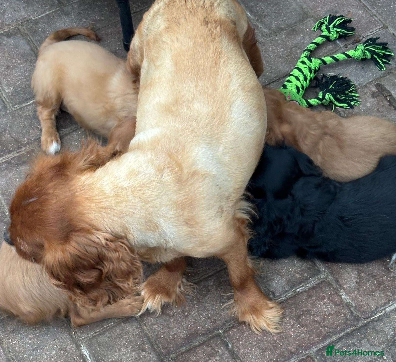 Mixed Breed dogs King Charles Cavalier Puppies Ready Now - Advert 1