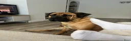 Boerboel dogs for sale: Our beautiful girl Narla in Birmingham - Advert 10