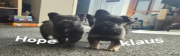 French Bulldog dogs for sale: Ready now!! Visual Fluffy French Bulldog puppies  - Advert 2