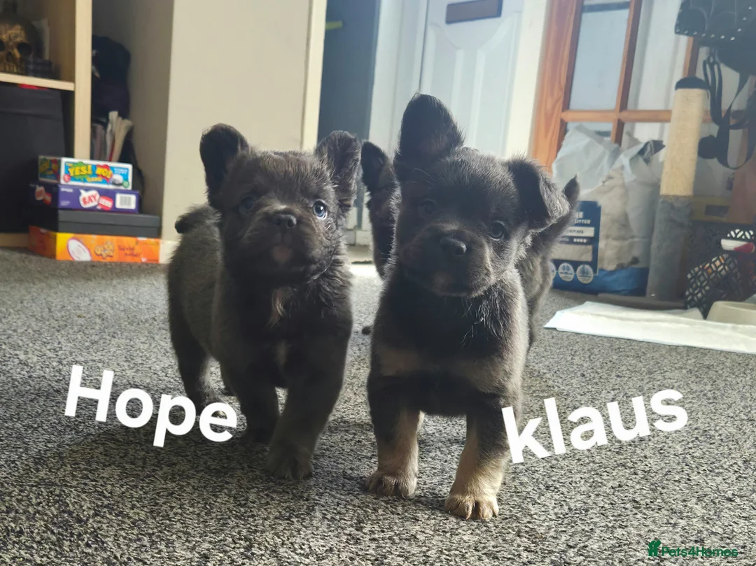 French Bulldog dogs for sale: Ready now!! Visual Fluffy French Bulldog puppies  - Advert 2