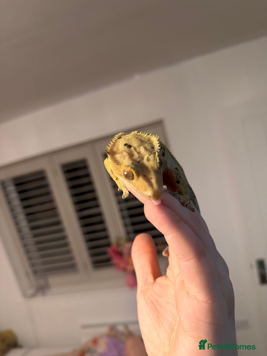 Gecko reptiles for sale: Beautiful Dalmatian Female Crested Gecko  - Advert 8