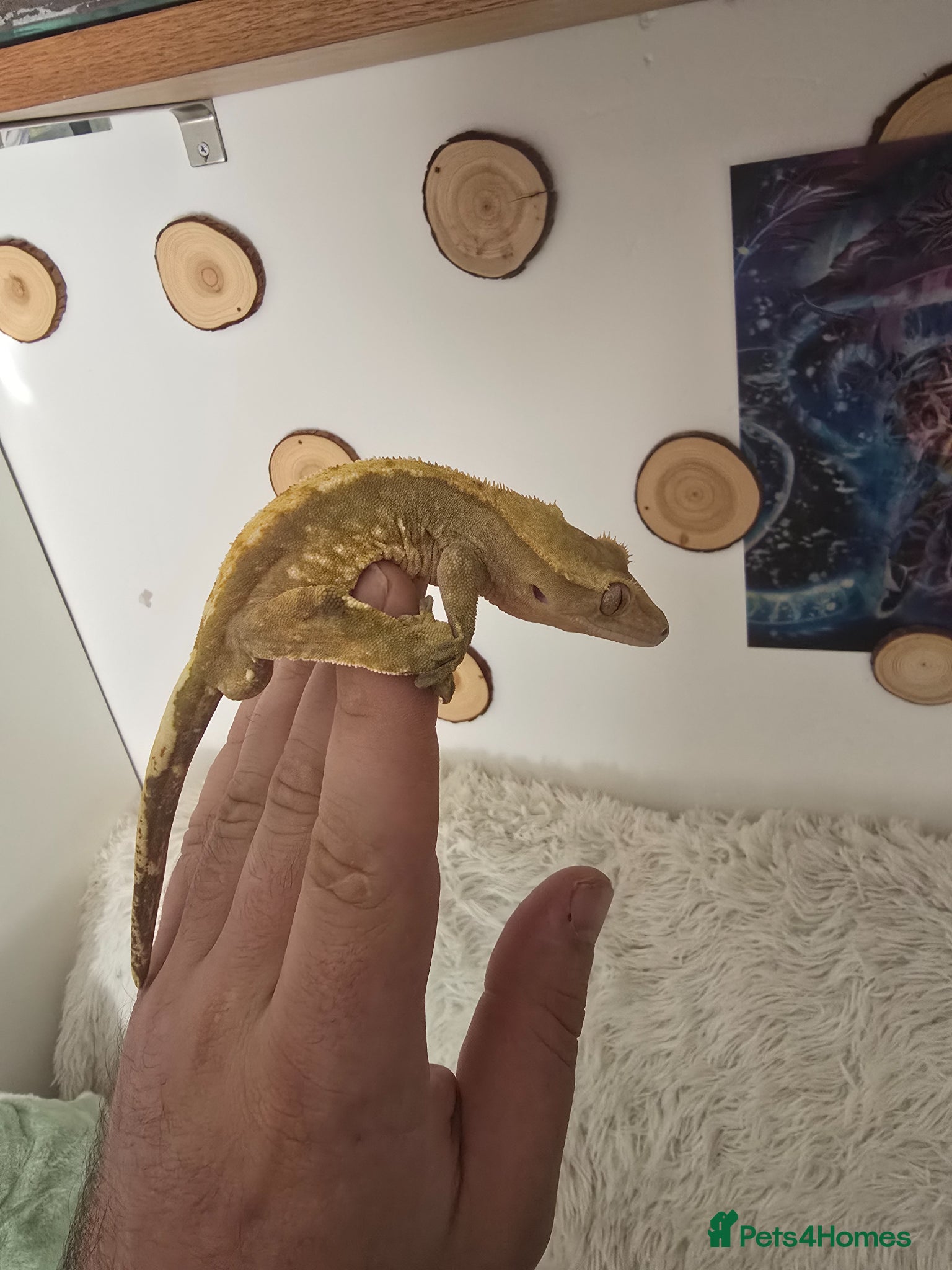 Mixed Breed reptiles for sale: Reptiles, Tarantulas & Enclosures for Sale in Bradford - Advert 14