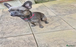 French Bulldog dogs for sale: French bulldog Apollo - Image 4