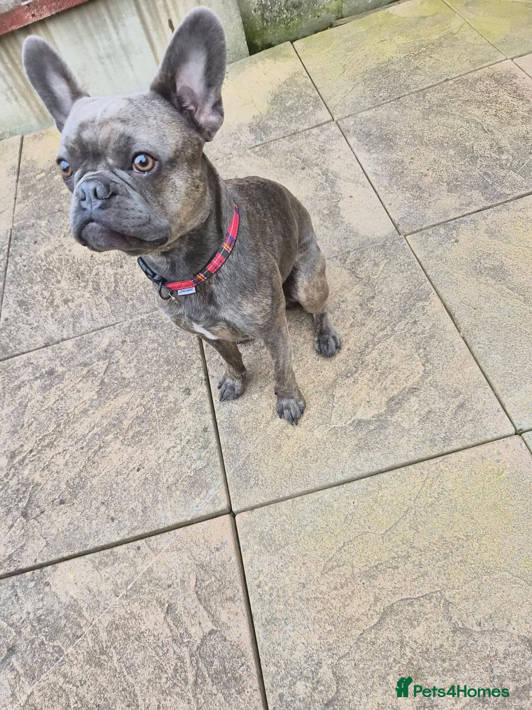 French Bulldog dogs for sale: French bulldog Apollo - Image 4
