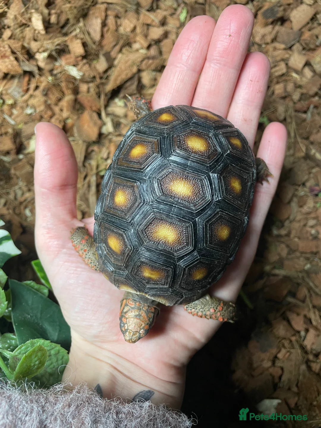 Tortoise reptiles for sale: baby red footed tortoise  - Advert 2