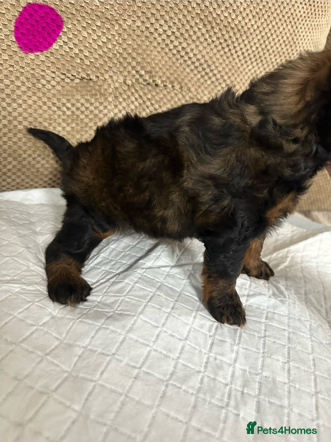 Cockapoo dogs for sale: Outstanding Cockapoos Puppies. 4 boys💙 2 girls 💗 - Image 34