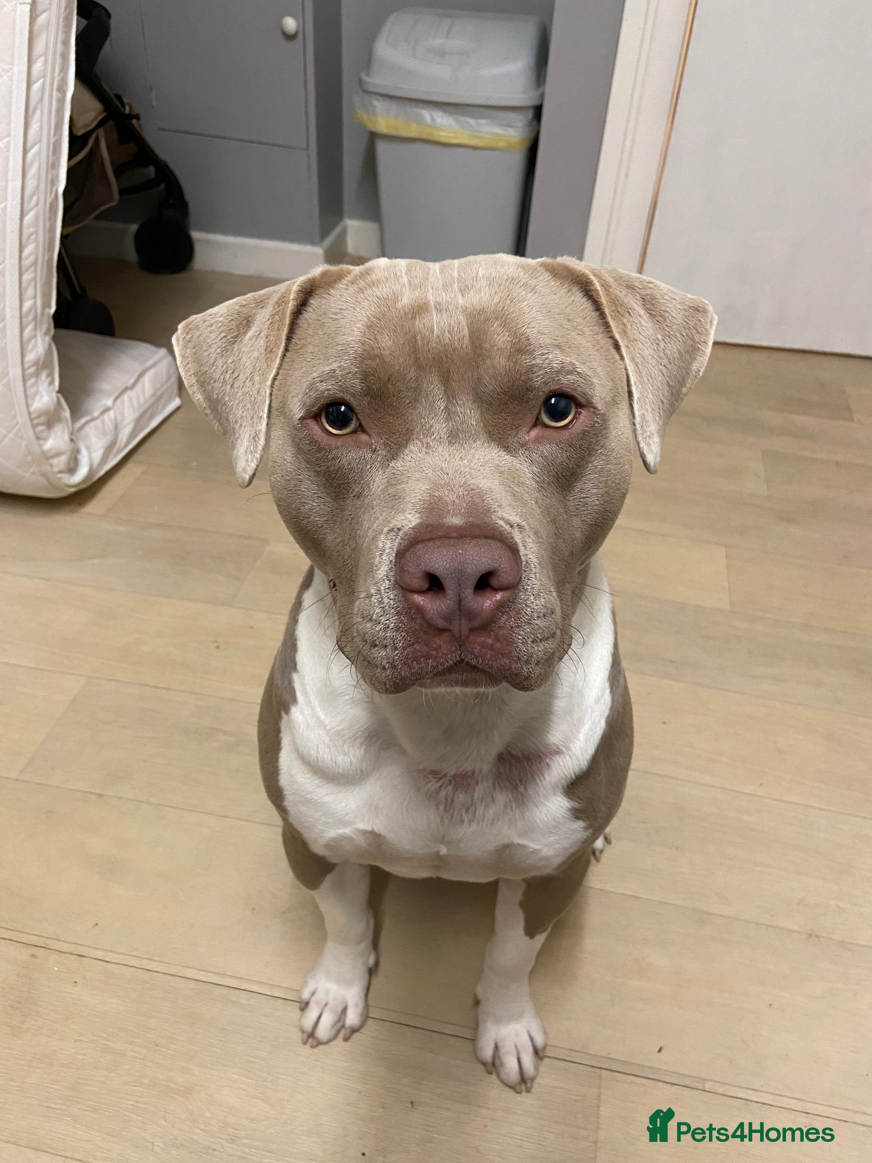 Staffordshire Bull Terrier dogs Pure Staffy bull terrier for stud  - Advert 14