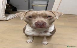 Staffordshire Bull Terrier dogs for stud: Pure Staffy bull terrier for stud  - Image 1