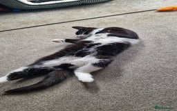 Mixed Breed cats for sale: Adopt little miss Eevee  - Image 2