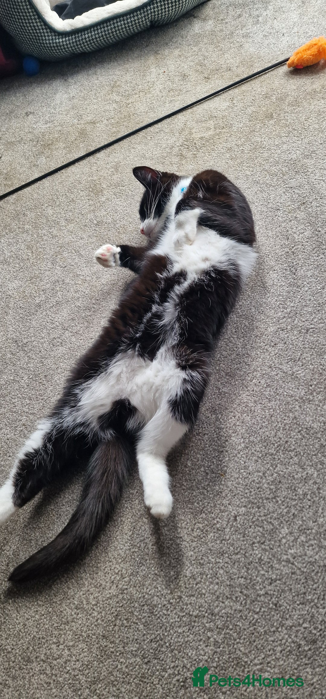 Mixed Breed cats for sale: Adopt little miss Eevee  - Image 2