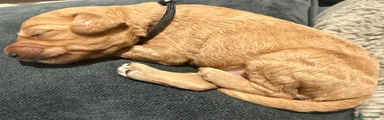 Labradoodle Puppy 9 black 