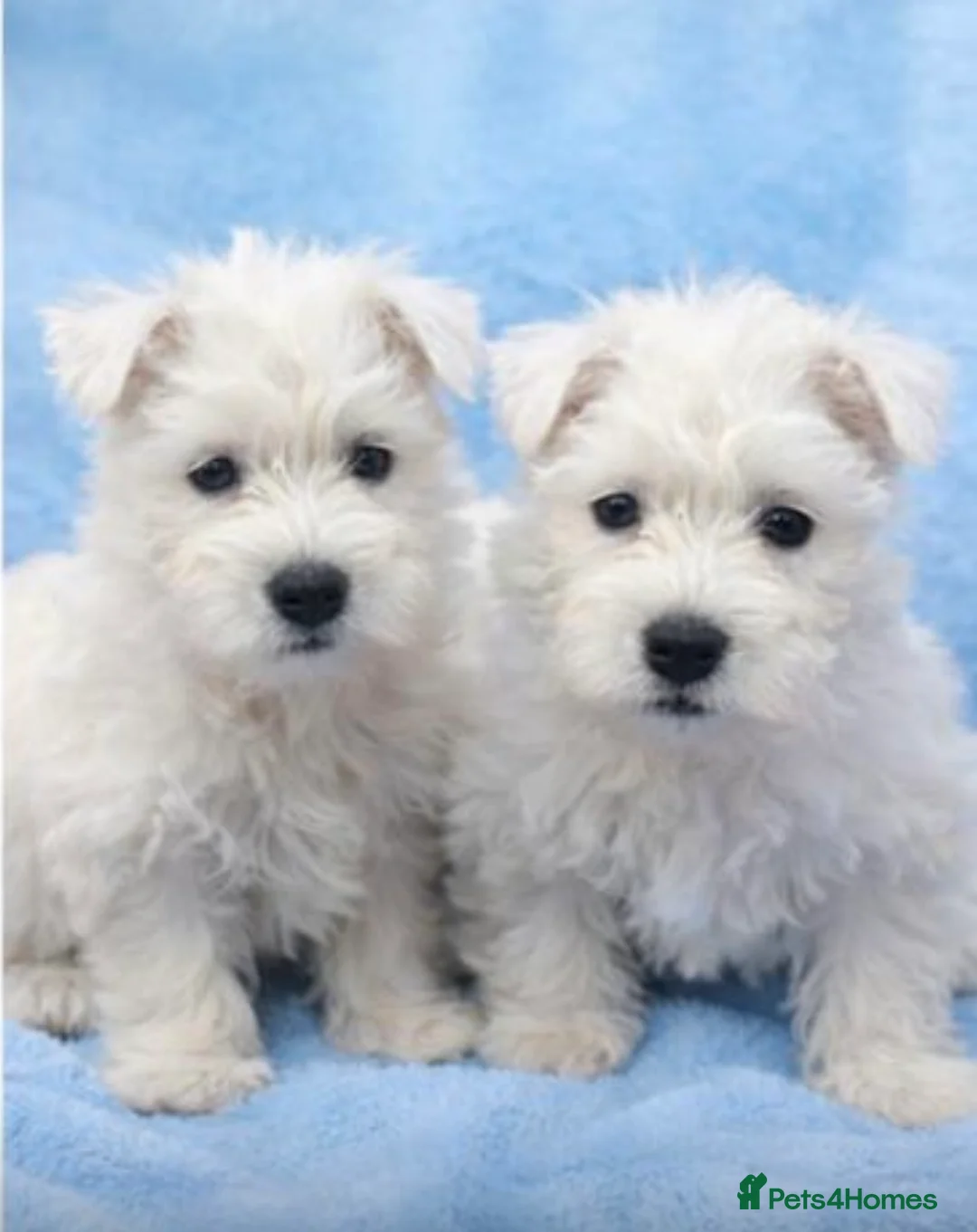 West Highland Terrier dogs for sale: Stunning Pure Pedigree West Highland Terrier  - Advert 1