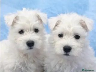 West Highland Terrier dogs Stunning Pure Pedigree West Highland Terrier - Advert 1