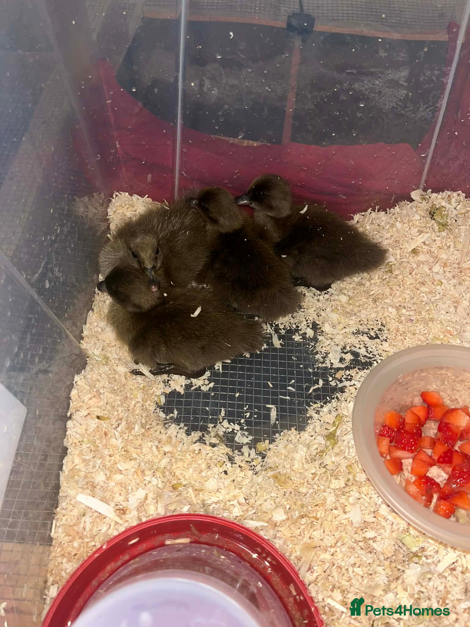 Ducks poultry Khaki Campbell Ducklings – Quality Bloodlines!  - Advert 2