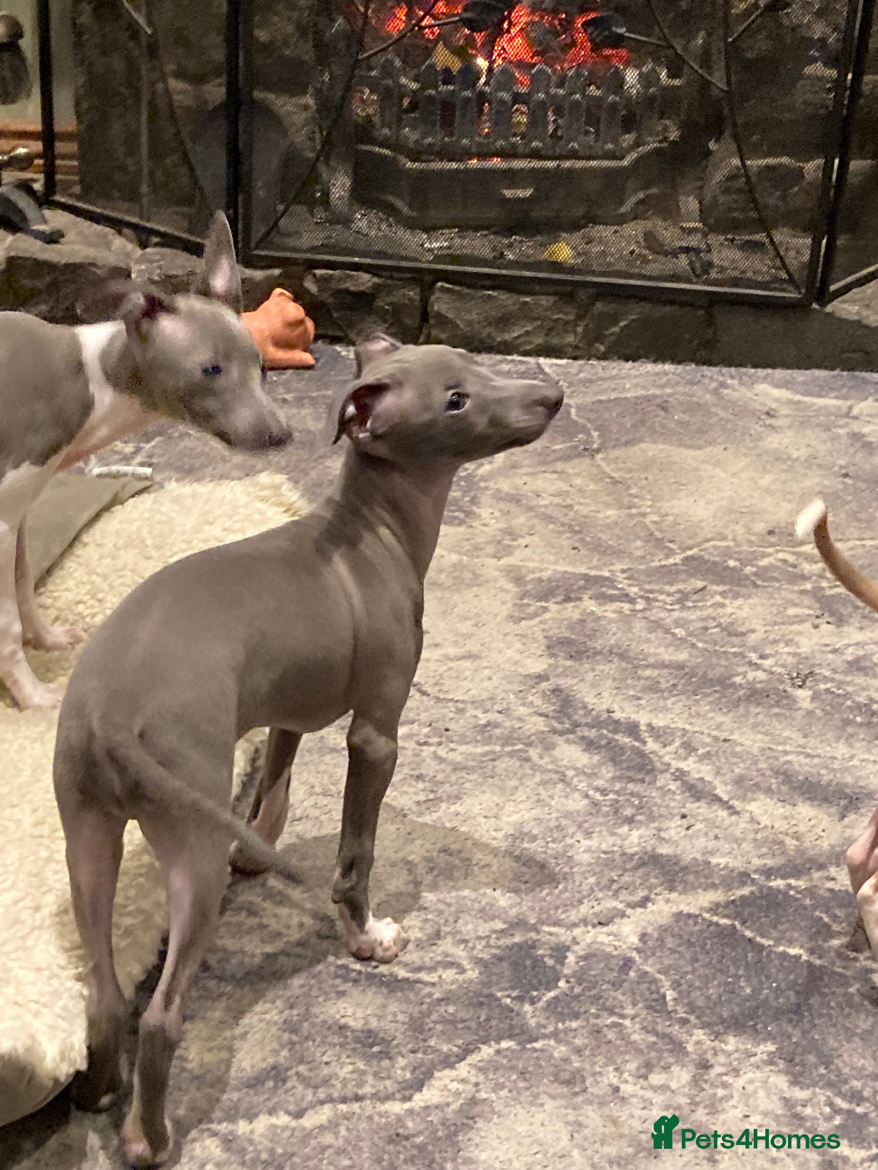 Italian Greyhound dogs Kennel club registered Italian greyhound puppies - Advert 5