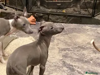 Italian Greyhound dogs Kennel club registered Italian greyhound puppies - Advert 5