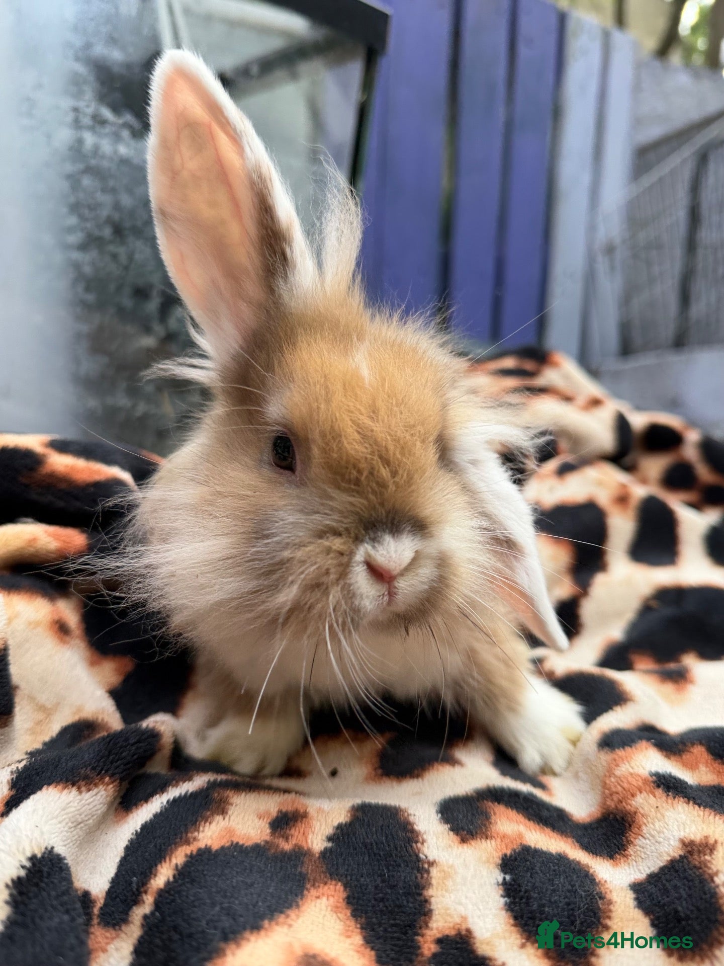 Mini Lion Lop rabbits Ready to leave now Mini lionlop&netherland dwarfs  - Advert 9