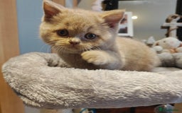 British Longhair cats for sale: Fawn male carrier of longhair Tica  - Image 15