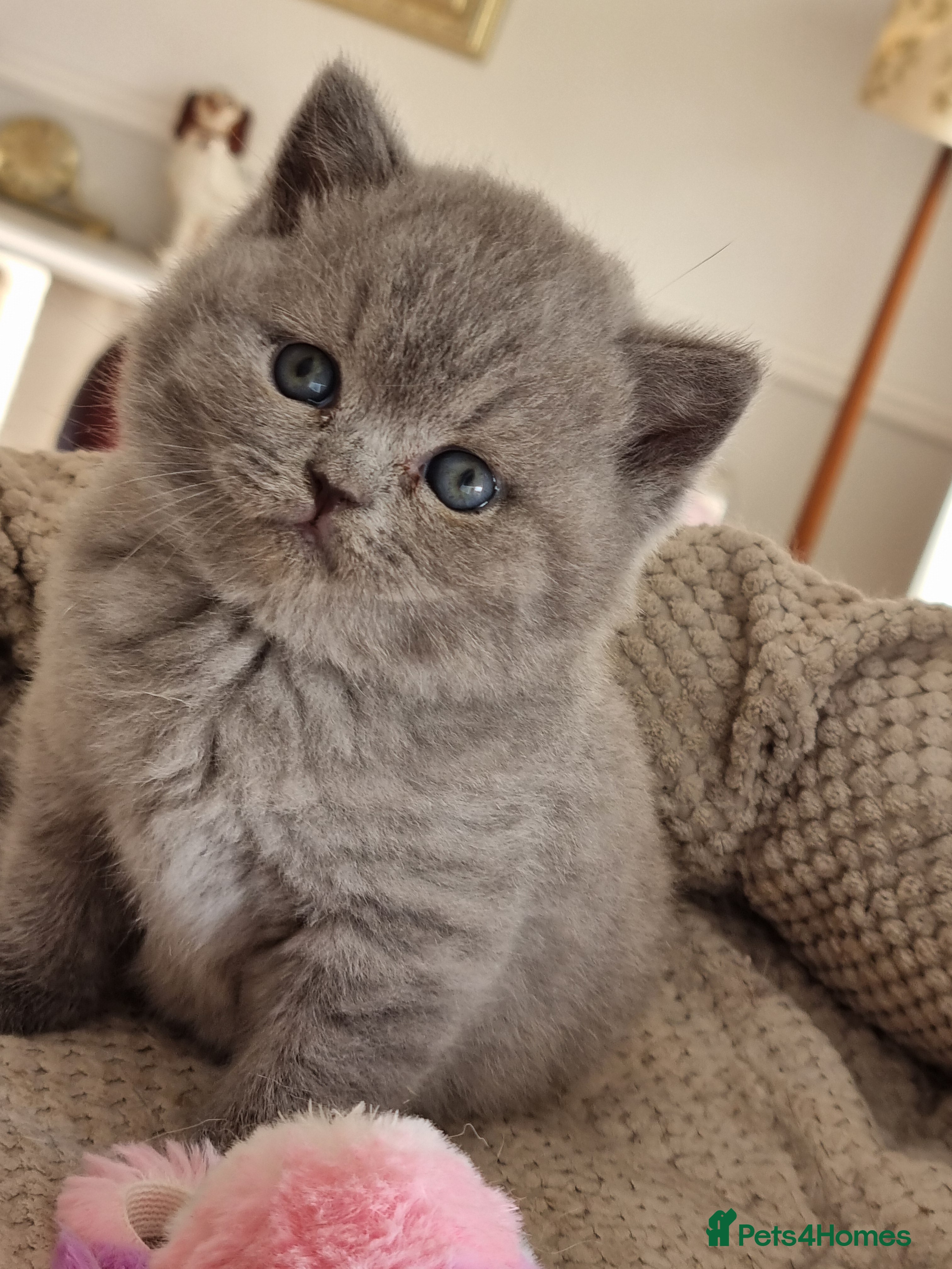 British Shorthair cats British Shorthair kittens.  - Advert 2