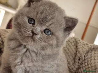 British Shorthair cats British Shorthair kittens. - Advert 3