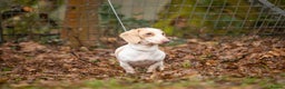 Miniature Dachshund dogs for stud: Tiny miniature dachshund for stud  in Maesteg - Advert 4