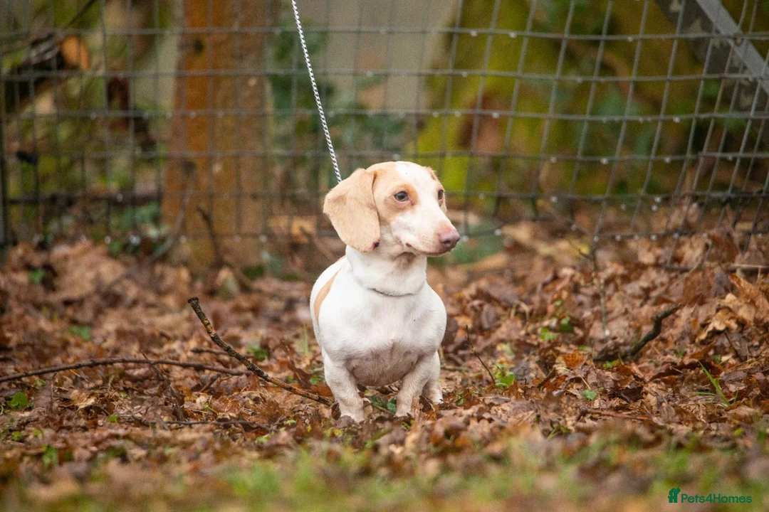 Miniature Dachshund dogs for stud: Tiny miniature dachshund for stud  in Maesteg - Advert 4