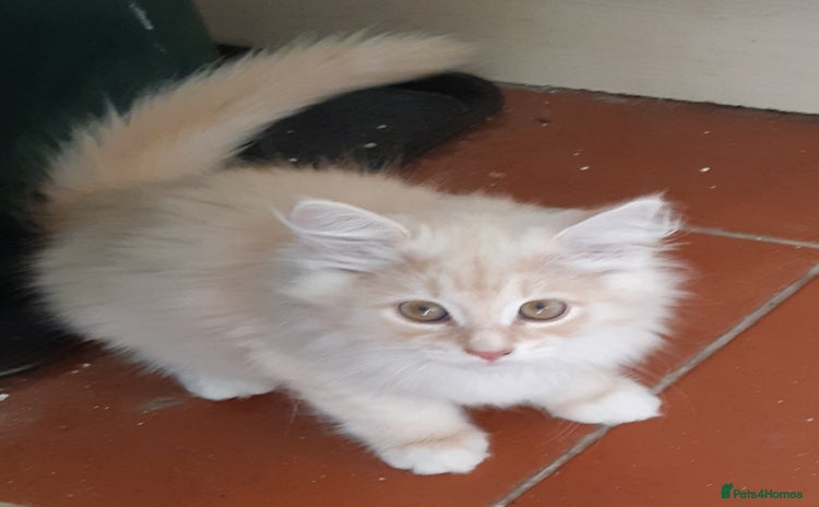 Siberian cats - Advert 9