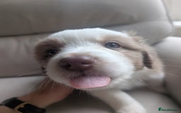Australian Shepherd dogs for sale: 2 Female Australian Shepherd Puppies - Image 4